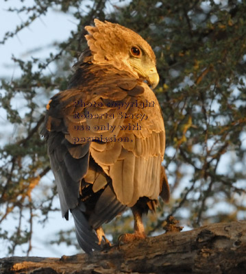 bateleur eagle, immature