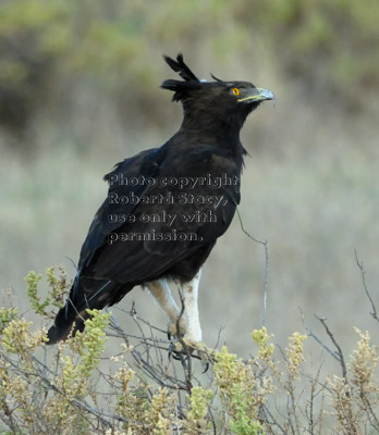 long-crested eagle