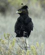 long-crested eagle on top of tree
