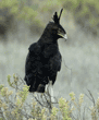 long-crested eagle on treetop