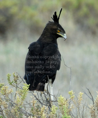 long-crested eagle on treetop