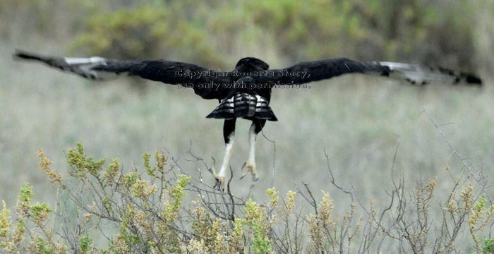 long-crested eagle flying from tree