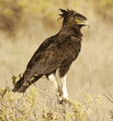 long-crested eagle