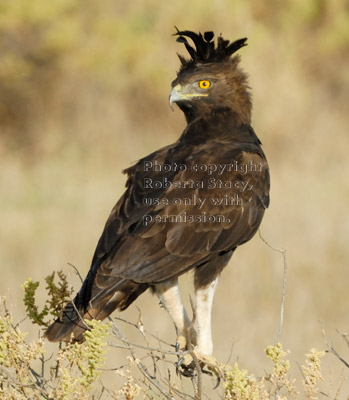 long-crested eagle