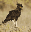 long-crested eagle