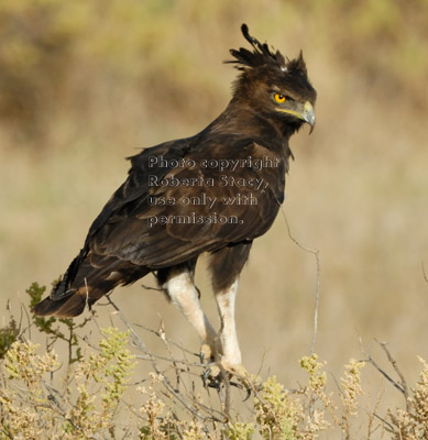 long-crested eagle