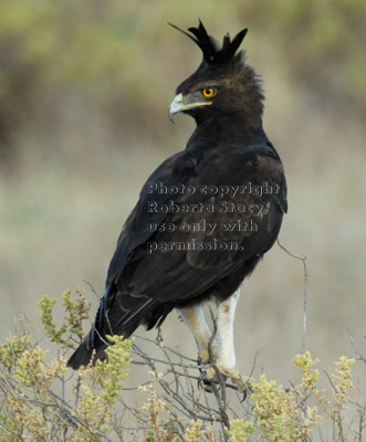 long-crested eagle