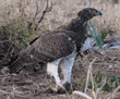 martial eagle on ground with skull