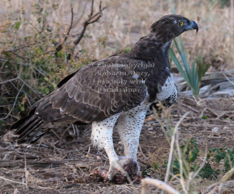 martial eagle on ground with skull