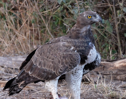 martial eagle