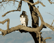martial eagle in tree