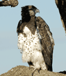 close-up of martial eagle in tree
