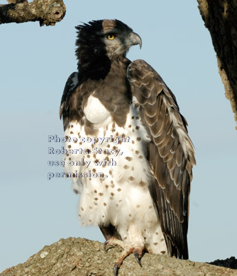 close-up of martial eagle in tree