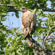 tawny eagle in tree