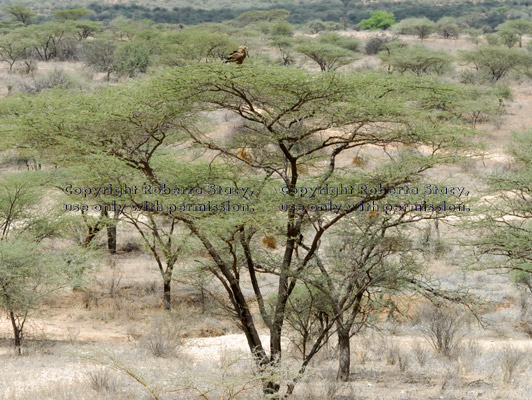 tawny eagle on treetop