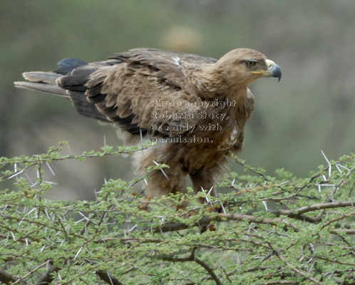 tawny eagle on treetop