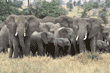 elephant herd Tanzania (East Africa)