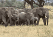 African elephants Tanzania (East Africa)