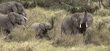 African elephants Tanzania (East Africa)