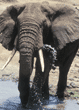 African elephant Tanzania (East Africa)