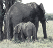African elephants, mother and baby