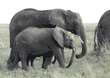African elephants walking Tanzania (East Africa)