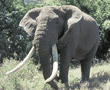 African elephant male adult