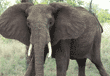 African elephant approaching