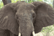 African elephant close-up Tanzania (East Africa)