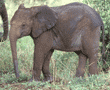 African elephant juvenile Tanzania (East Africa)