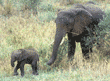 small elephant baby walking with its mother