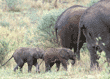two elephant babies walking behind their mothers