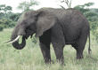 African elephant eating Tanzania (East Africa)