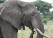 close-up of African elephant eating