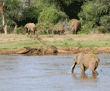 African elephants crossing river