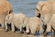 African elephant adults and juveniles crossing river