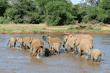 African elephant adults and babies crossing river