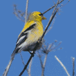 American goldfinch, male