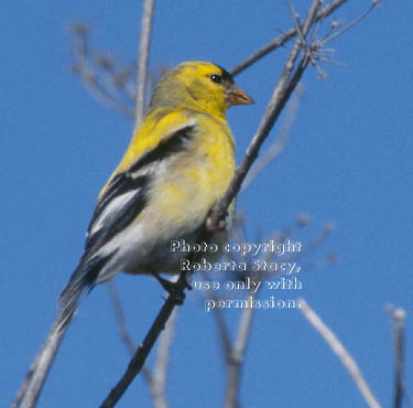 American goldfinch, male