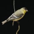 lesser goldfinch, male