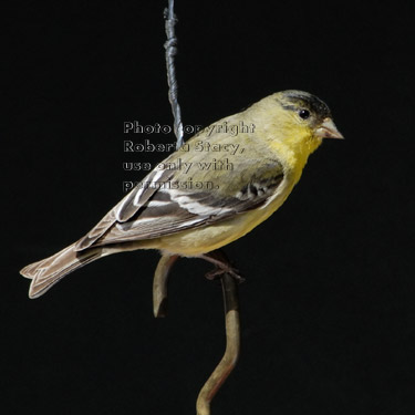 lesser goldfinch, male