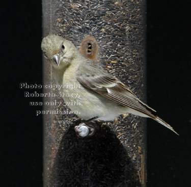 lesser goldfinch, female