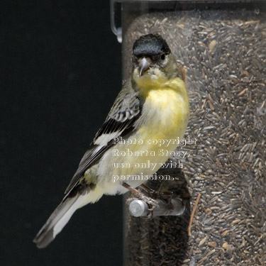 lesser goldfinch, male