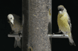 pair of lesser goldfinches