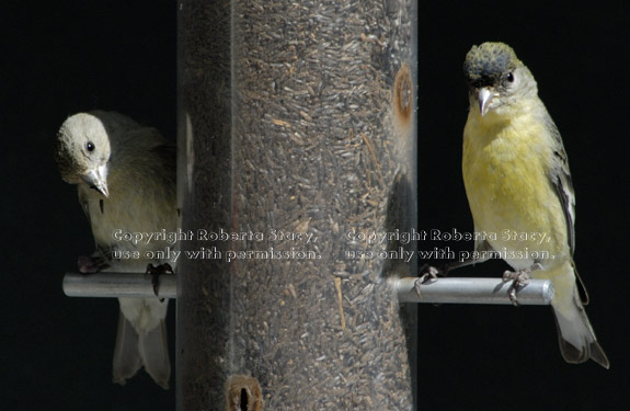 pair of lesser goldfinches