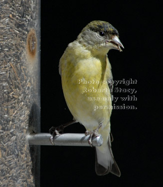 male goldfinch at feeder