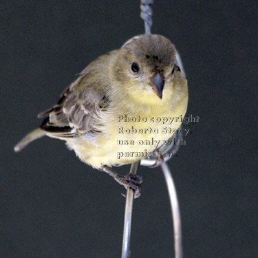 lesser goldfinch