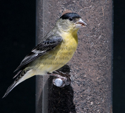 male lesser goldfinch eating