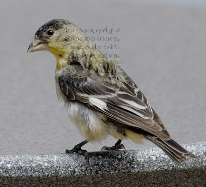 male lesser goldfinch on birdbath