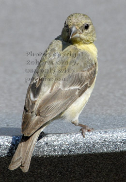 lesser goldfinch, female